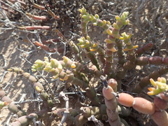 Mesembryanthemum dinteri