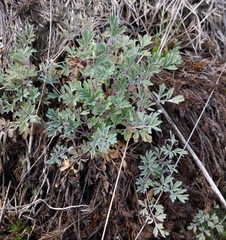 Capnoides sempervirens