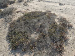 Mesembryanthemum dinteri