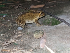 Duttaphrynus melanostictus