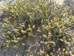 Mesembryanthemum dinteri