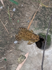 Duttaphrynus melanostictus