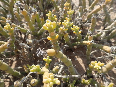 Mesembryanthemum dinteri