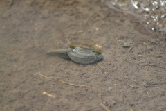 Triops longicaudatus