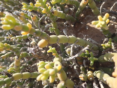 Mesembryanthemum dinteri