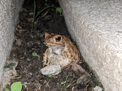 Duttaphrynus melanostictus