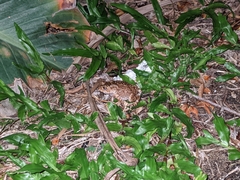 Duttaphrynus melanostictus