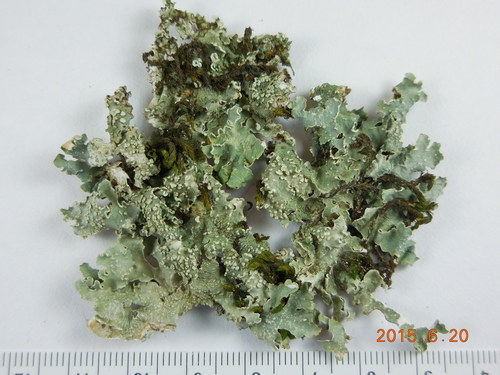 Powdered Speckled Shield Lichen