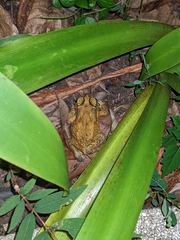 Duttaphrynus melanostictus