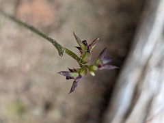 Genoplesium rufum