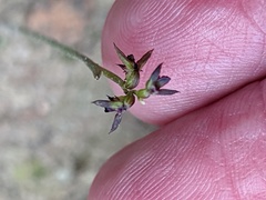 Genoplesium rufum