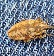 Larinus pollinis