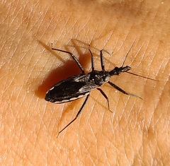 Piestolestes obscurus