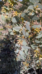 Eucalyptus gillii