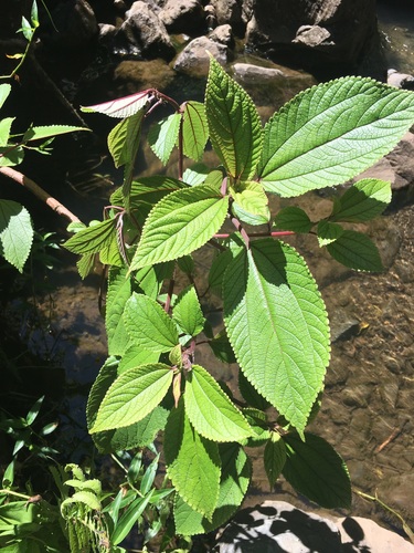 Pipturus albidus