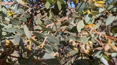Eucalyptus gillii