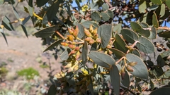 Eucalyptus gillii