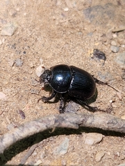 Geotrupes balyi