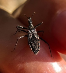 Piestolestes obscurus