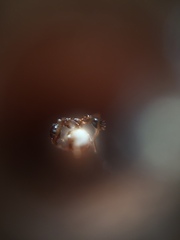 Pheidole lamellinoda