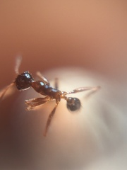 Pheidole lamellinoda