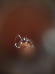 Pheidole lamellinoda