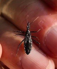 Piestolestes obscurus