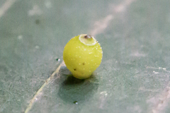Caryomyia viscidolium