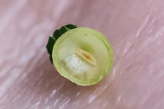Caryomyia viscidolium