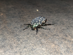 Protaetia niveoguttata