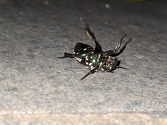 Protaetia niveoguttata