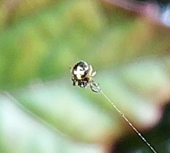 Araneidae