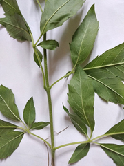 Vitex negundo cannabifolia