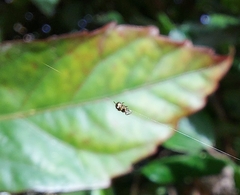 Araneidae