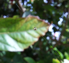 Araneidae