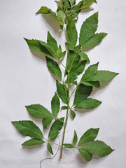 Vitex negundo cannabifolia