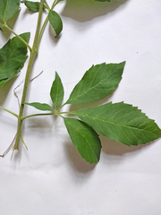 Vitex negundo cannabifolia