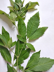 Vitex negundo cannabifolia