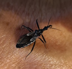 Piestolestes obscurus