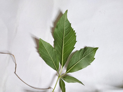 Vitex negundo cannabifolia