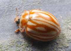 Harmonia eucharis