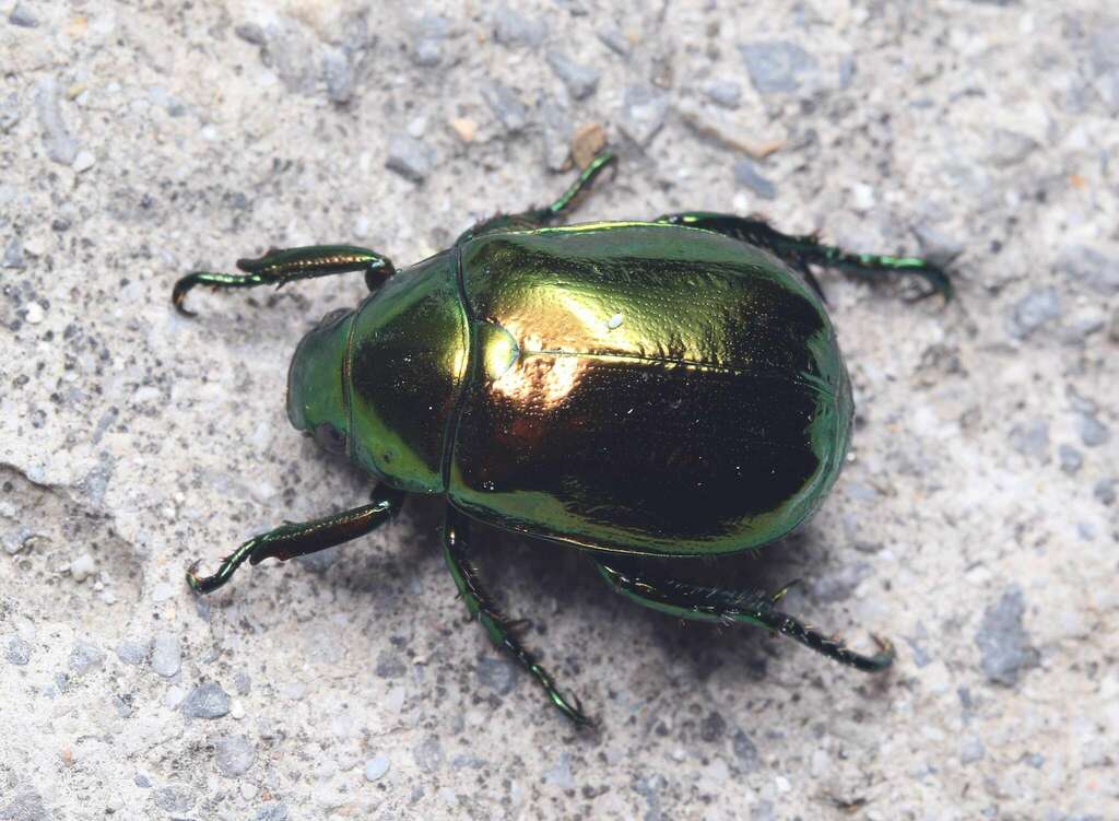 Japanese Fruit Beetle from 中国重庆市巫溪县 on June 21, 2022 at 0832 PM by