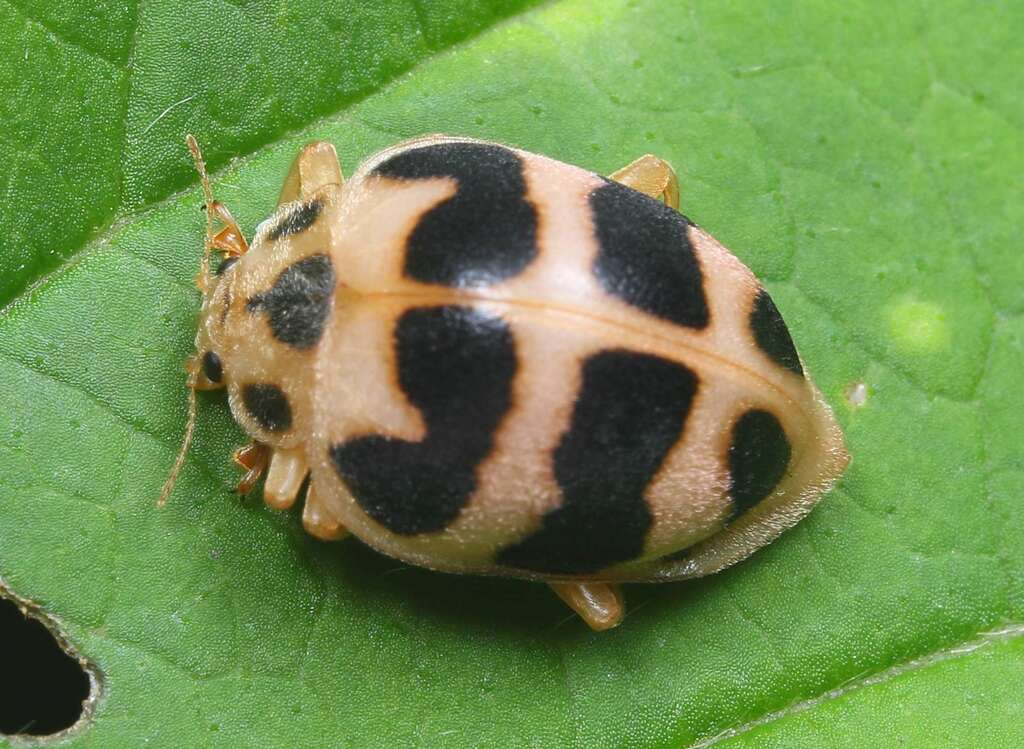 Uniparodentata malleforma
