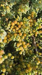 Tetraena fontanesii image