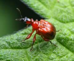 Compsapoderus