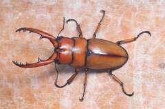 Prosopocoilus astacoides