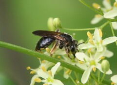 Andrena nuda