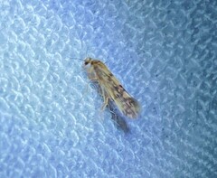 Agraylea multipunctata