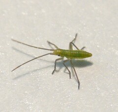 Megaloceroea recticornis