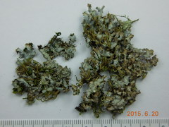 Punctelia stictica
